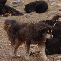 Bi kịch của những con chó ngao Tây Tạng