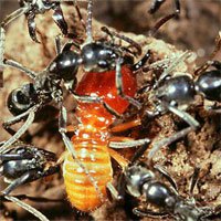 Bí mật loài kiến khổng lồ có khả năng chữa vết thương cho đồng loại