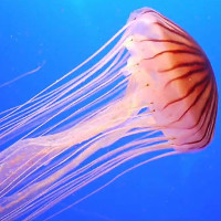 Bí mật tiến hóa giúp sứa tồn tại mà không cần tim lẫn não