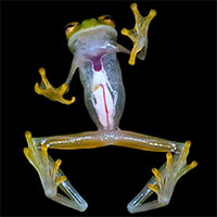 Bí quyết biến cơ thể thành trong suốt của ếch thủy tinh