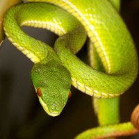 Bị rắn độc cắn, sơ cấp cứu thế nào?