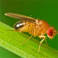 Biến đổi gene thành công để tạo ra ruồi giấm có khả năng trinh sản