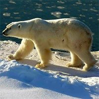 Biến đổi khí hậu buộc gấu Bắc Cực chuyển sang ăn trứng