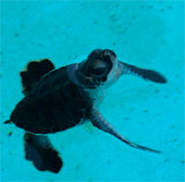 Biến đổi khí hậu có thực sự tốt cho rùa biển?