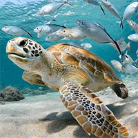 Biến đổi khí hậu khiến gần 10% sinh vật biển bị đe dọa tuyệt chủng