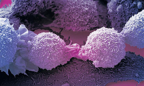 Biến đổi thành công tế bào ung thư thành tế bào thường