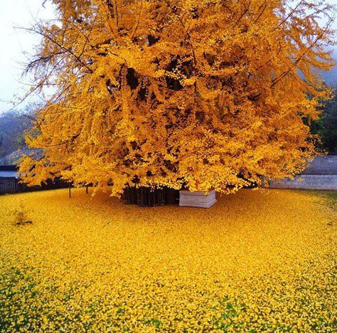 Biển lá vàng từ cây rẻ quạt 1.400 tuổi