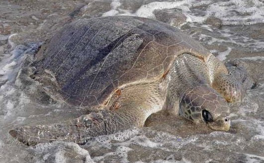 Bình Định: Rùa biển quý hiếm vào bờ đẻ trứng