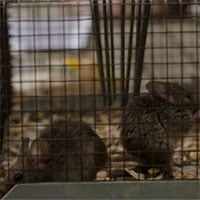 Binh đoàn chuột hàng triệu con đang xâm chiếm nước Úc khiến nhiều người kinh hãi
