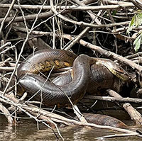 Bộ ảnh kinh ngạc về loài trăn Anaconda lớn nhất thế giới tìm thấy ở Nam Mỹ