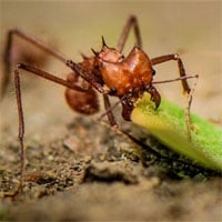 Bộ hàm đáng kinh ngạc của những con kiến ăn cỏ