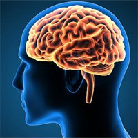 Bộ não lớn giúp thông minh hơn nhưng cơ bắp ít hơn?