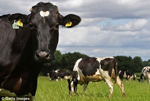 Bò sữa biến đổi gen sản sinh ra sữa người