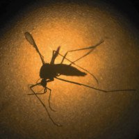 Brazil thả muỗi mang vi khuẩn ngăn ngừa sốt xuất huyết ra môi trường