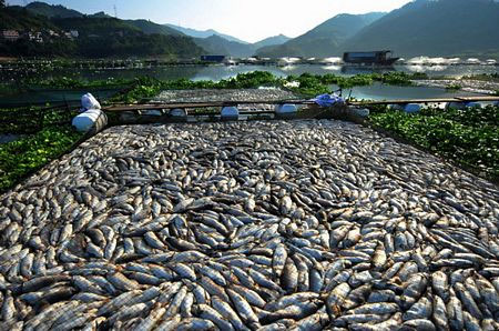 Cá chết hàng loạt ở Trung Quốc