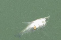 Cá chết ở Hồ Gươm: 