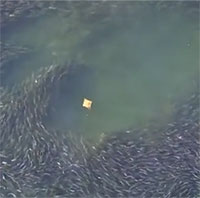 Cá đuối đơn độc bơi qua một đàn cá khổng lồ