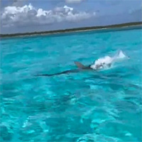 Cá đuối nhảy lên khỏi mặt nước tránh cá mập đầu búa