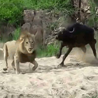 Cả gan tấn công sư tử đực, trâu rừng nhận ngay kết đắng