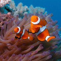 Cá hề Nemo đứng trước nguy cơ tuyệt diệt