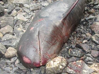 Cá heo đen chết dạt vào bãi biển Cát Hải