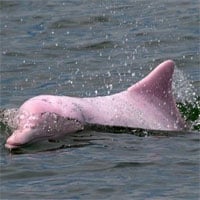 Cá heo hồng quý hiếm bất ngờ xuất hiện ở Đồ Sơn