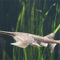Cá kiếm sông Dương Tử được cho là đã tuyệt chủng