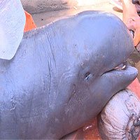 Cá lạ nặng 150kg bắt được trên sông Cổ Chiên là cá đã tuyệt chủng tại Việt Nam