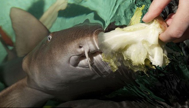 Cá mập “ăn chay” đầu tiên trên thế giới