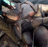Cá mập bị xẻ thịt lấy vây hàng loạt tại Indonesia