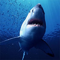 Cá mập có nguy cơ tuyệt chủng vì vaccine Covid-19?