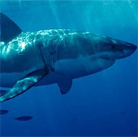 Cá mập có thể ăn cocaine ngoài khơi Florida