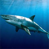Cá mập có thể sống hơn 70 năm