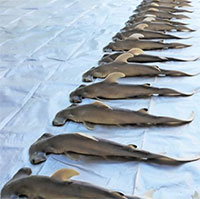 Cá mập đầu búa mang thai 40 con non mắc cạn