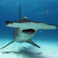Cá mập đầu búa - một trong những loài cá mập kì dị nhất thế giới