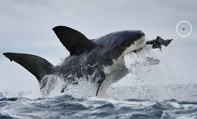 Cá mập gãy răng vì săn mồi