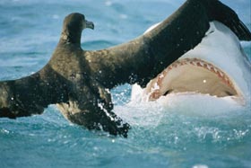 Cá mập hổ bắt chim hải âu