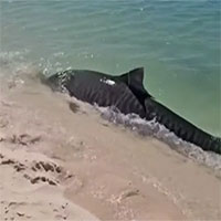 Cá mập hổ suýt mắc cạn trong cuộc truy đuổi rùa biển