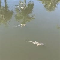 Cá mập lũ lượt bơi vào kênh đào tránh thủy triều đỏ