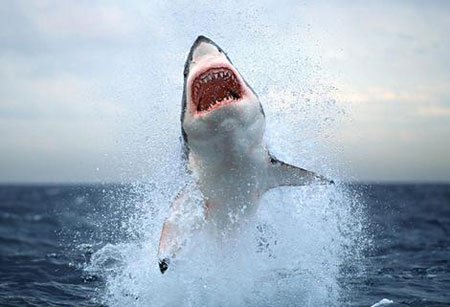 Cá mập thường tấn công người khi trăng non
