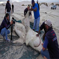 Cá mập trắng bị săn đuổi chết rục hàng loạt, thủ phạm lần này không phải con người
