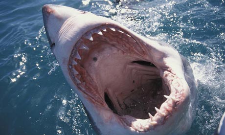Cá mập trắng có nguy cơ tuyệt chủng