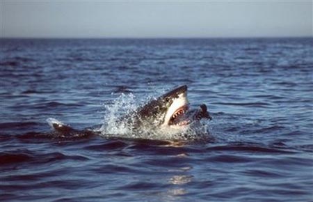 Cá mập trắng đi săn như sát nhân hàng loạt