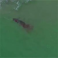 Cá mập trắng khổng lồ ăn tươi nuốt sống hải cẩu trong trận chiến đẫm máu