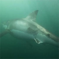 Cá mập trắng mang sẹo sau khi thoát khỏi 