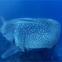 Cá mập voi khổng lồ sinh con như thế nào?