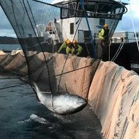 Cá ngừ ba tạ gây náo loạn ở trang trại cá hồi