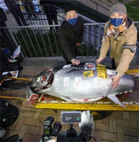 Cá ngừ vây xanh khổng lồ được bán đấu giá 275.000 USD