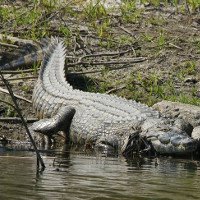 Cá sấu ăn thịt người sông Nile xuất hiện ở Mỹ