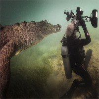 Cá sấu áp sát nhiếp ảnh gia dưới nước
